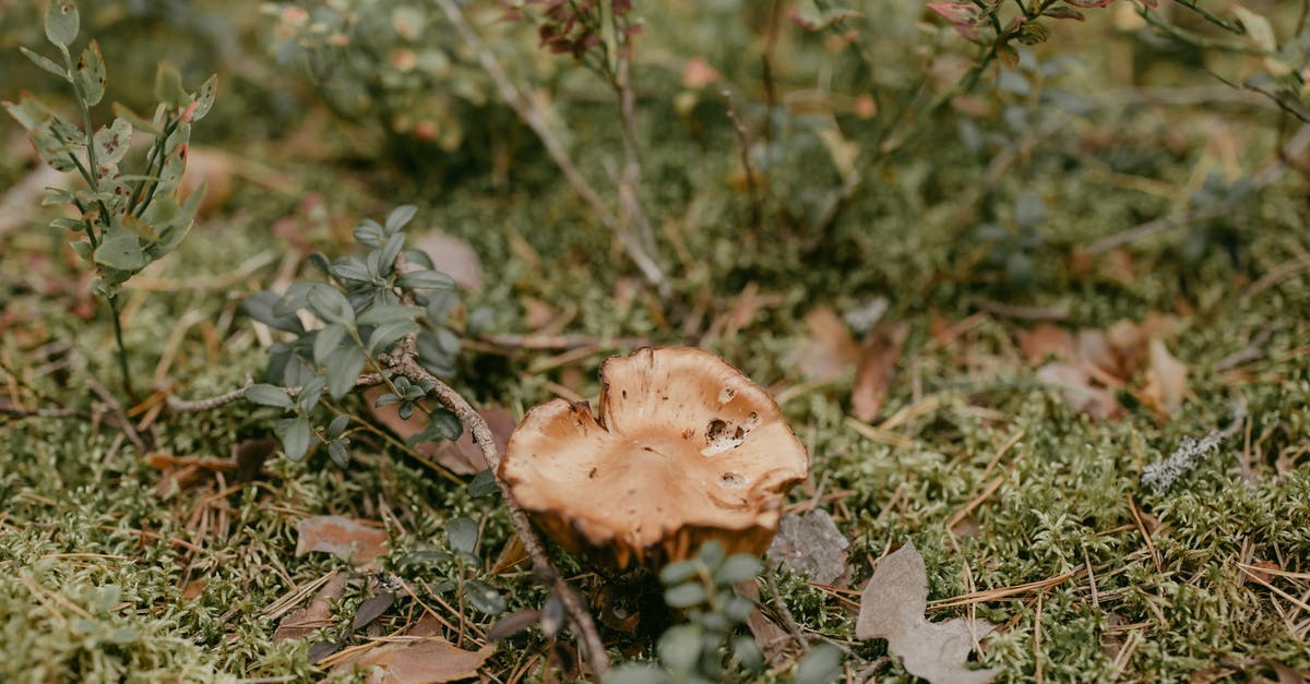 Can I buy Zelda: Breath of the Wild on the Nintendo eShop? - Free stock photo of branch, chanterelle, clearing Can I buy Zelda: Breath of the Wild on the Nintendo eShop? - Free stock photo of branch, chanterelle, clearing