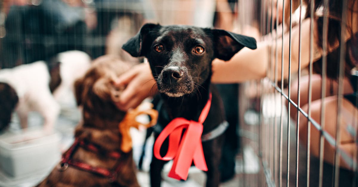Can I cage my pets? - Photo of Black Puppy Can I cage my pets? - Photo of Black Puppy