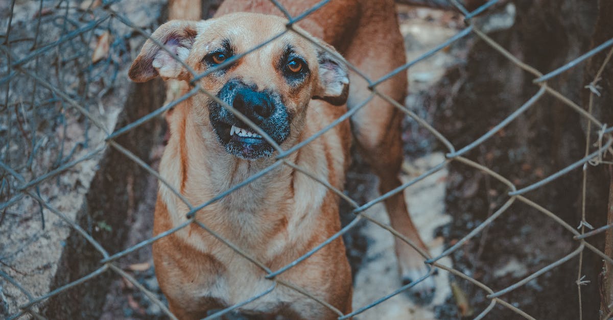 Can I cage my pets? - Dog Beside Chain Link Wall Can I cage my pets? - Dog Beside Chain Link Wall