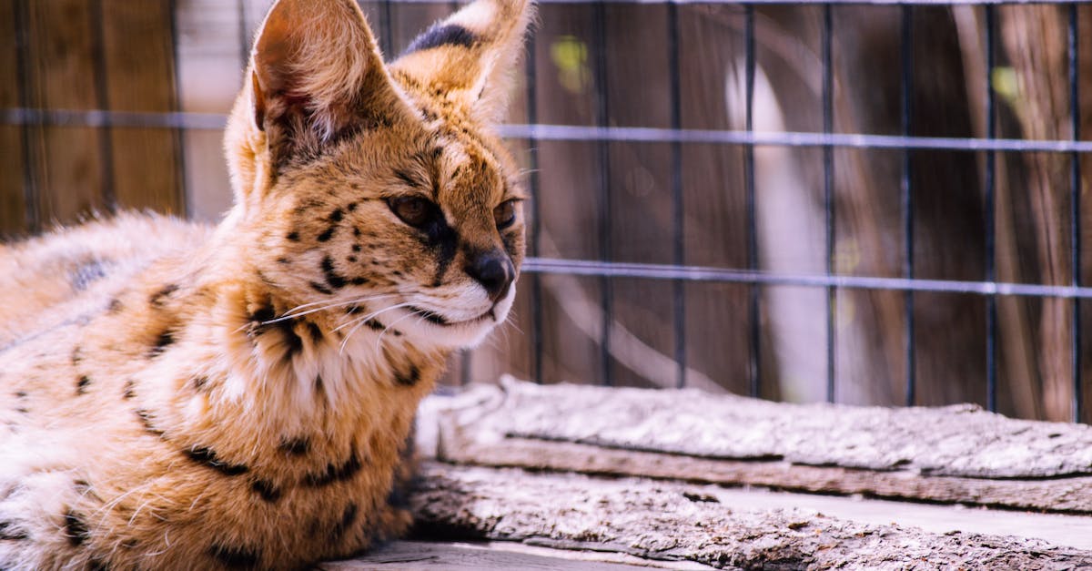 Can I cage my pets? - Bengal Cat Can I cage my pets? - Bengal Cat