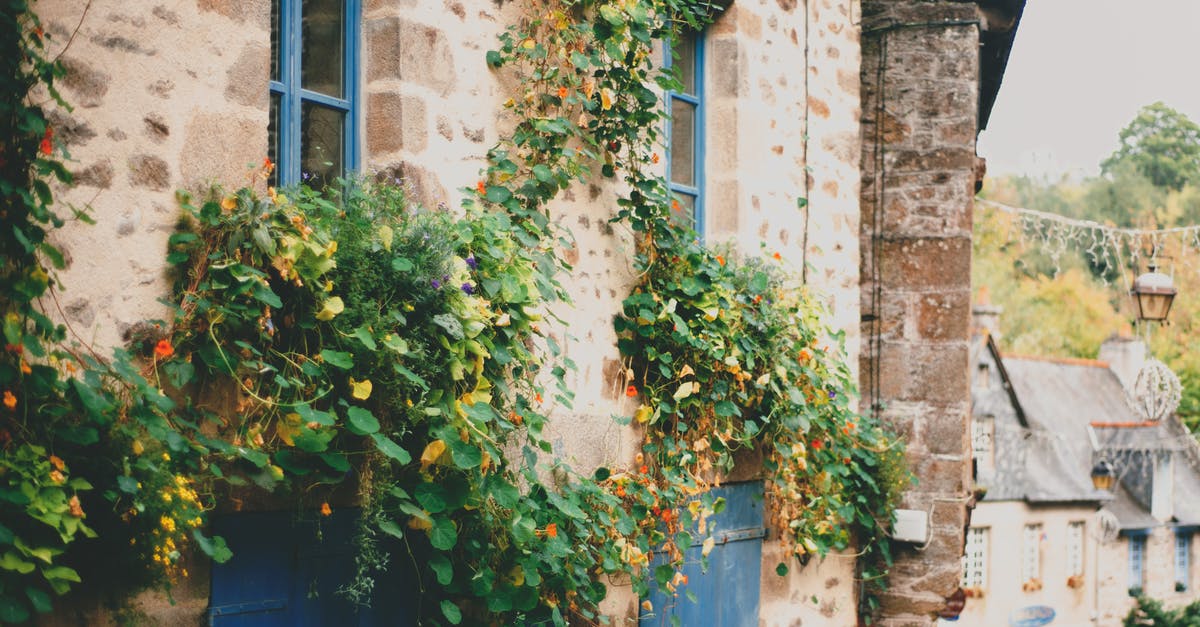 Can I catch rare Pokémon in a rural area without incense? - Exterior of rustic stone house with blue window frames and climbing plants on walls located in small village on summer day