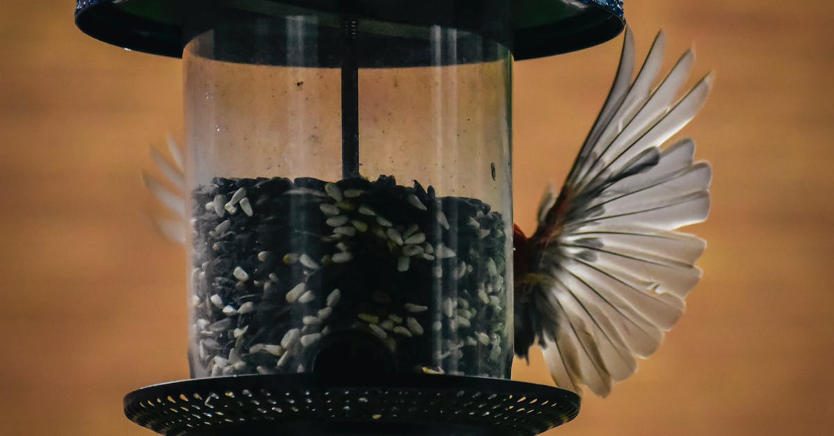 Can I combine small seed satchels? - Bird eating seeds from bird feeder