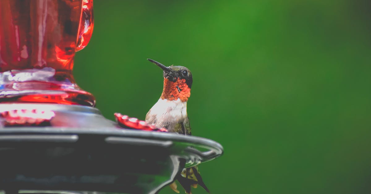 Can I combine small seed satchels? - Cute tiny ruby throated hummingbird sitting on red glass bird feeder against blurred green nature