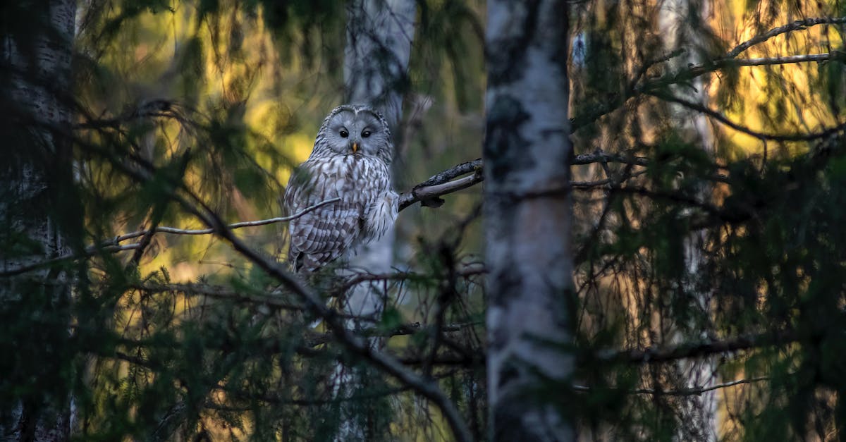 Can I disable or remove Ultimate Vault Hunter Mode? - Ural owl (Strix uralensis)