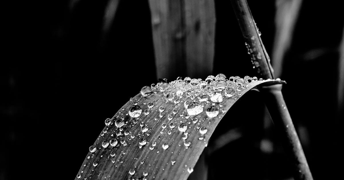 Can I drop arrows down after hitting a mob? - Grayscale Photo of Leaf With Dew Drops