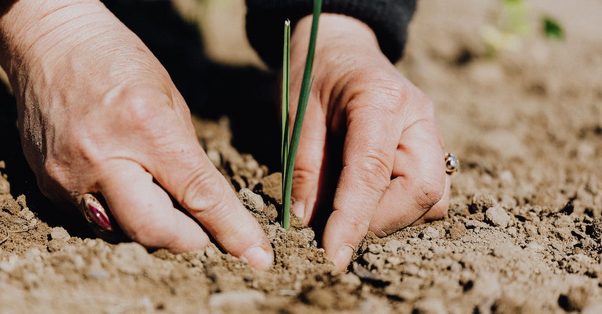 Can I farm Chlorophyte above ground level? - Ground level of unrecognizable female gardener planting green sprout in soil while working on plantation