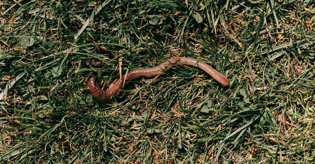 Can I farm Chlorophyte above ground level? - Red earthworm crawling on grassy soil
