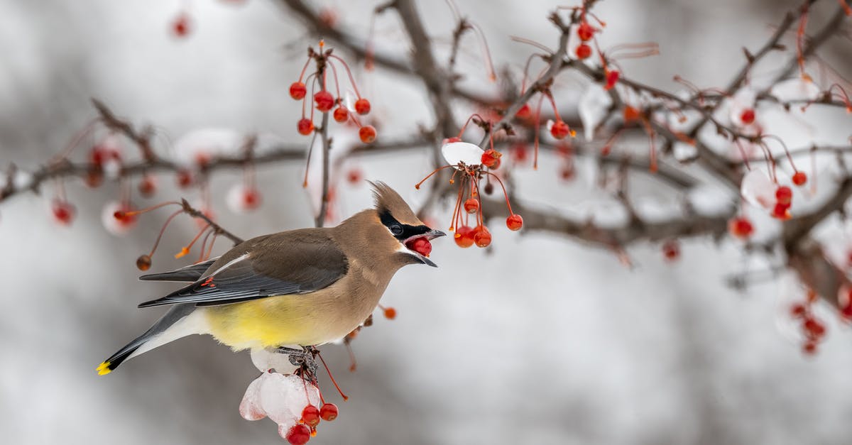 Can I feed a wild Pokemon multiple Razz Berrys to increase my changes of a successful capture? - Side view of cute small cedar waxwing bird sitting on leafless tree branch covered with hoarfrost and eating red berry