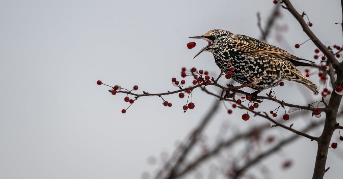 Can I feed a wild Pokemon multiple Razz Berrys to increase my changes of a successful capture? - From below of cute European starling bird eating red berries sitting on leafless tree branch on winter forest Can I feed a wild Pokemon multiple Razz Berrys to increase my changes of a successful capture? - From below of cute European starling bird eating red berries sitting on leafless tree branch on winter forest