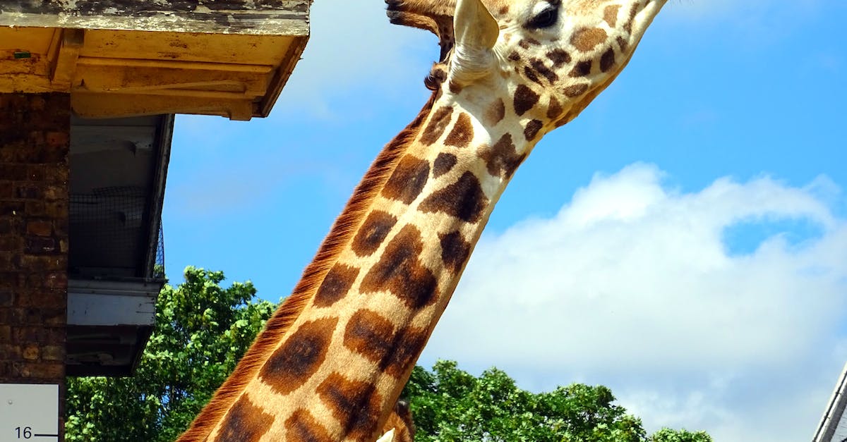 Can I get more than two Sky Dragon eyes somewhere? - Giraffe Under Sunny Sky Can I get more than two Sky Dragon eyes somewhere? - Giraffe Under Sunny Sky