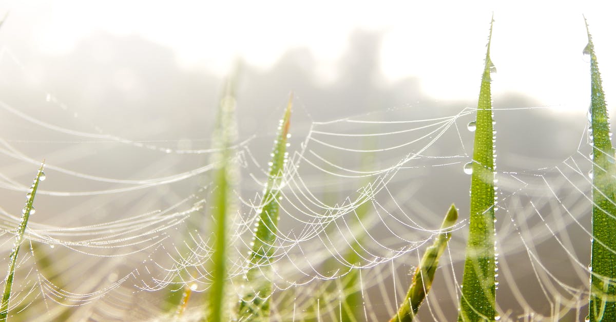Can I get my AE2 network to see what's in my logistic pipes network? - Green Aloe Vera Plant