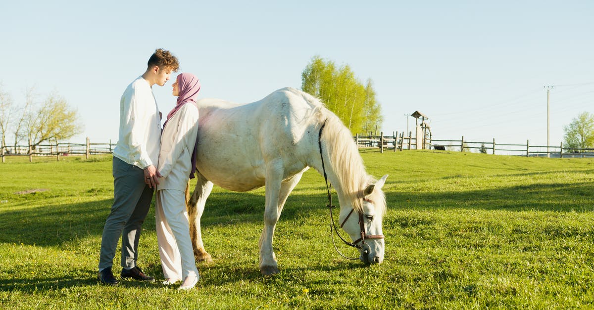 Can i get my horse into a boat? - Free stock photo of arab, arabian, arabic Can i get my horse into a boat? - Free stock photo of arab, arabian, arabic