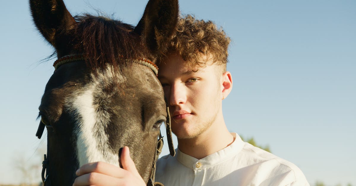 Can i get my horse into a boat? - Free stock photo of affection, arab, arabian Can i get my horse into a boat? - Free stock photo of affection, arab, arabian