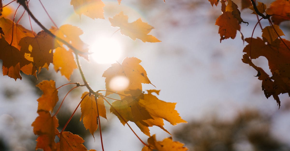 Can I get the Ray Gun Mark 2 if I don't have the season pass? - Colorful maple leaves on tree twigs in sunshine