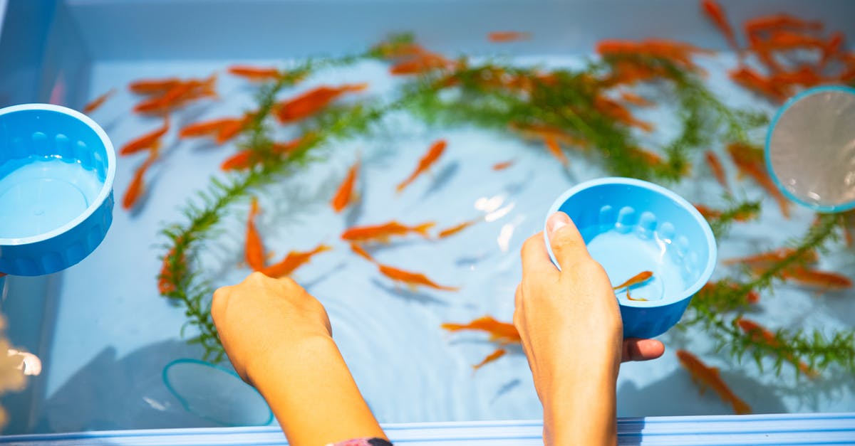 Can I get the same max. CP with low CP catch and candies as with a high CP catch - High angle faceless friends catching small orange aquarium fish from plastic basin to put in clean fishbowl