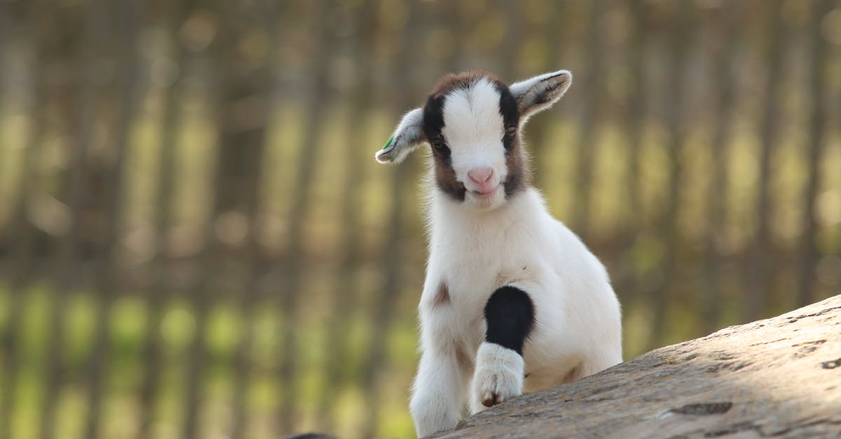 Can I launch my goat into space in Goat Simulator? - Cute juvenile goat with black spots on white fur climbing on rock in enclosure Can I launch my goat into space in Goat Simulator? - Cute juvenile goat with black spots on white fur climbing on rock in enclosure