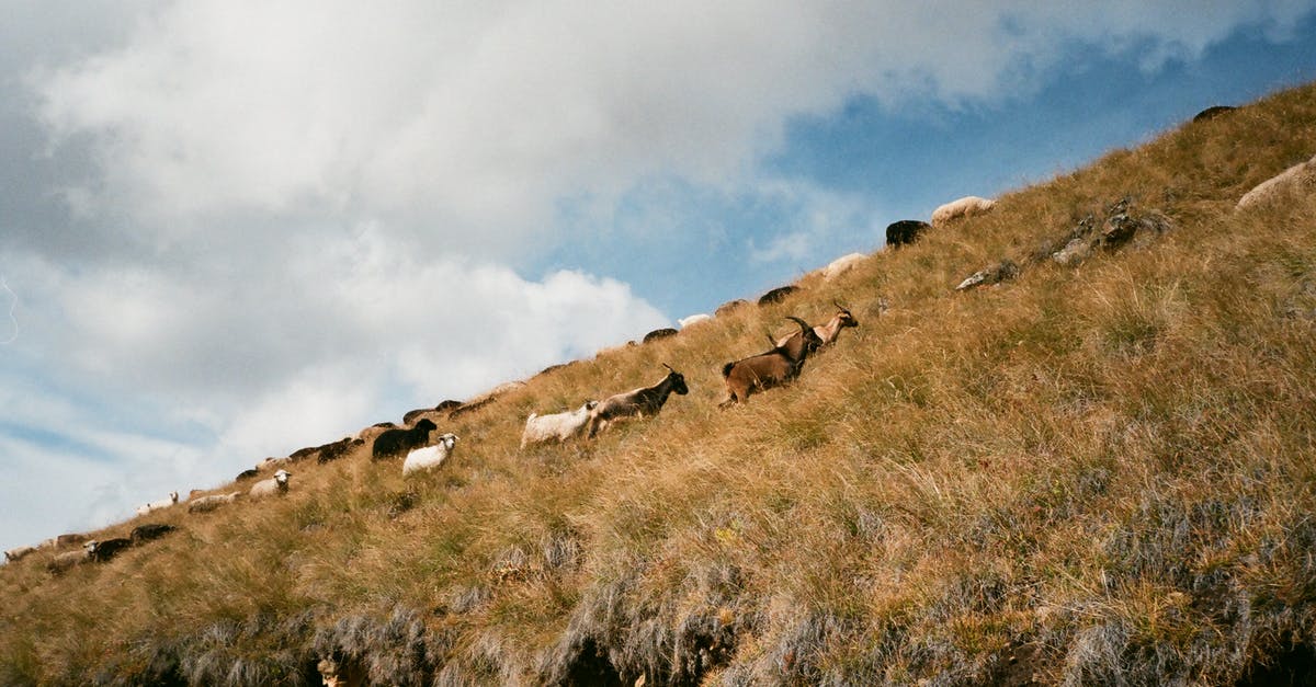Can I launch my goat into space in Goat Simulator? - Herd of goats and sheep walking on grass mountain Can I launch my goat into space in Goat Simulator? - Herd of goats and sheep walking on grass mountain
