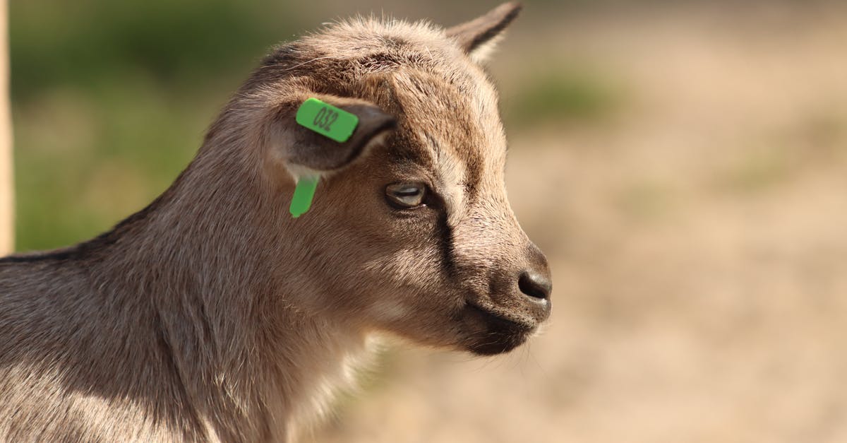 Can I launch my goat into space in Goat Simulator? - Juvenile goat with tag on ear Can I launch my goat into space in Goat Simulator? - Juvenile goat with tag on ear