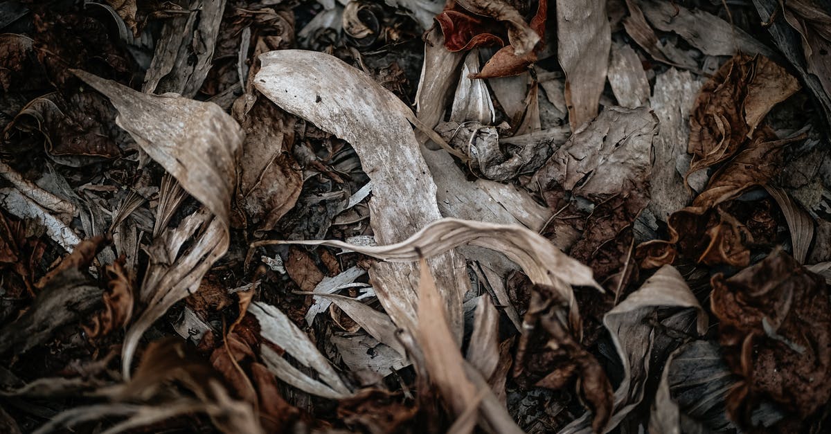 Can I leave my dead infected dwellers in my vault and slowly revive them back by caps? - Top view of dry fragile fallen leaves of plants on ground in forest Can I leave my dead infected dwellers in my vault and slowly revive them back by caps? - Top view of dry fragile fallen leaves of plants on ground in forest