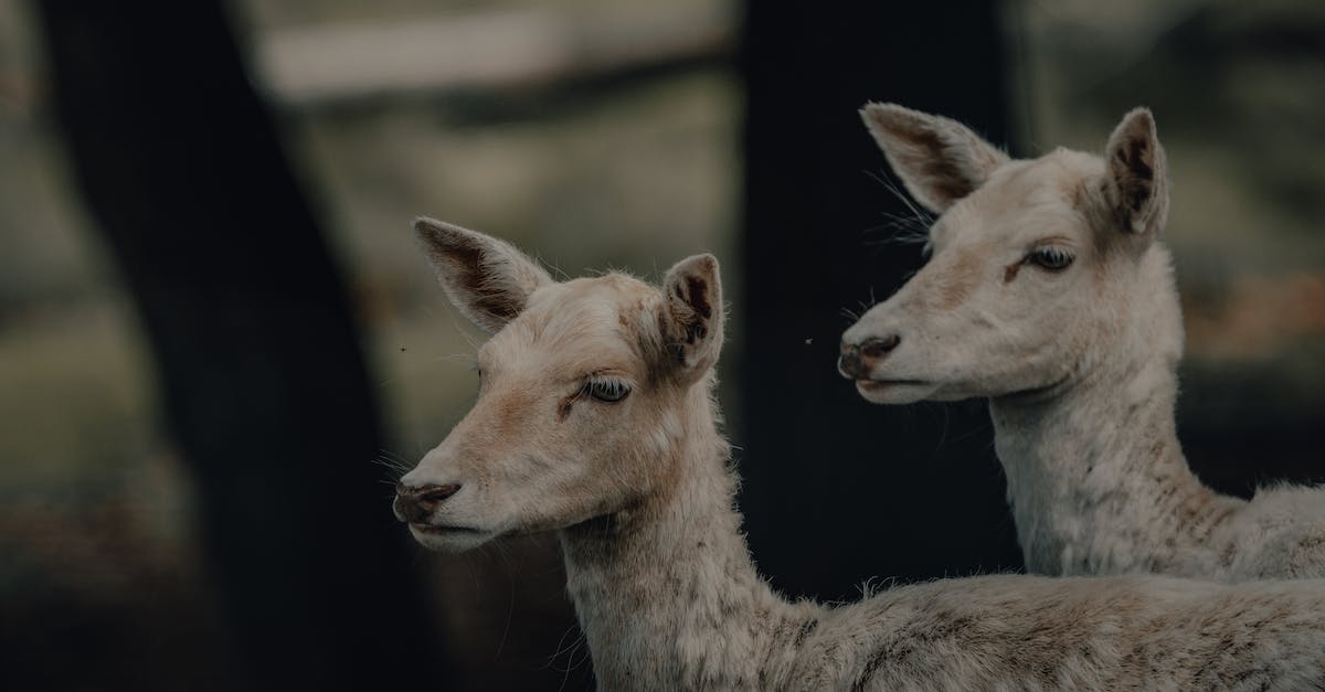 Can I loot other Dark Brotherhood Sanctuary doors? - Graceful deer standing in dark woods and looking away Can I loot other Dark Brotherhood Sanctuary doors? - Graceful deer standing in dark woods and looking away