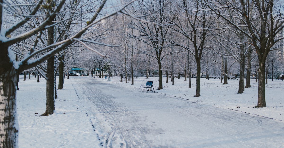 Can I own land without having a city nearby? - Walkway between dry trees in winter park