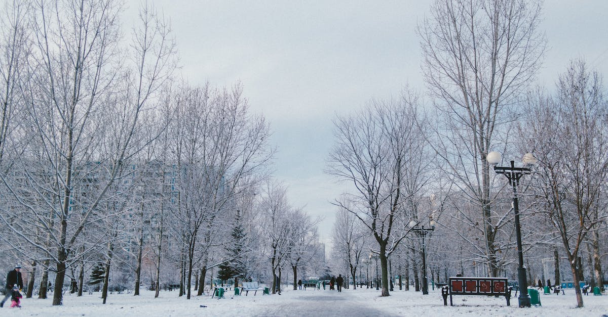 Can I own land without having a city nearby? - Walkway between overgrown trees on snowy land and anonymous people under light sky in winter city