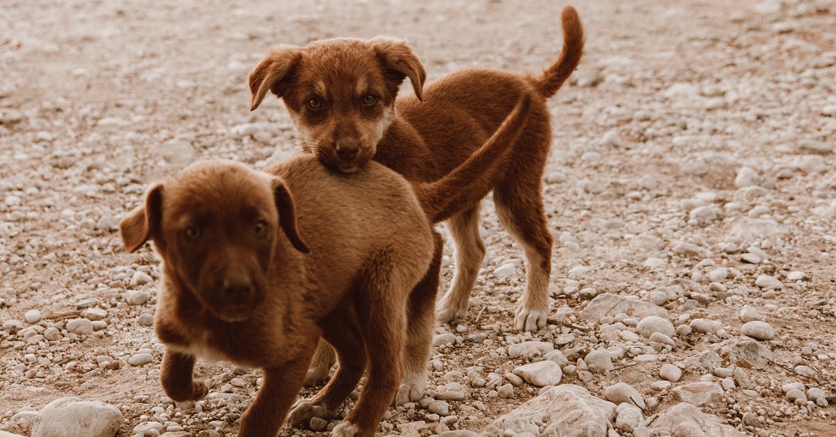 Can I play Beyond Earth without Steam? - Brown Short Coated Puppy on Gray Sand Can I play Beyond Earth without Steam? - Brown Short Coated Puppy on Gray Sand