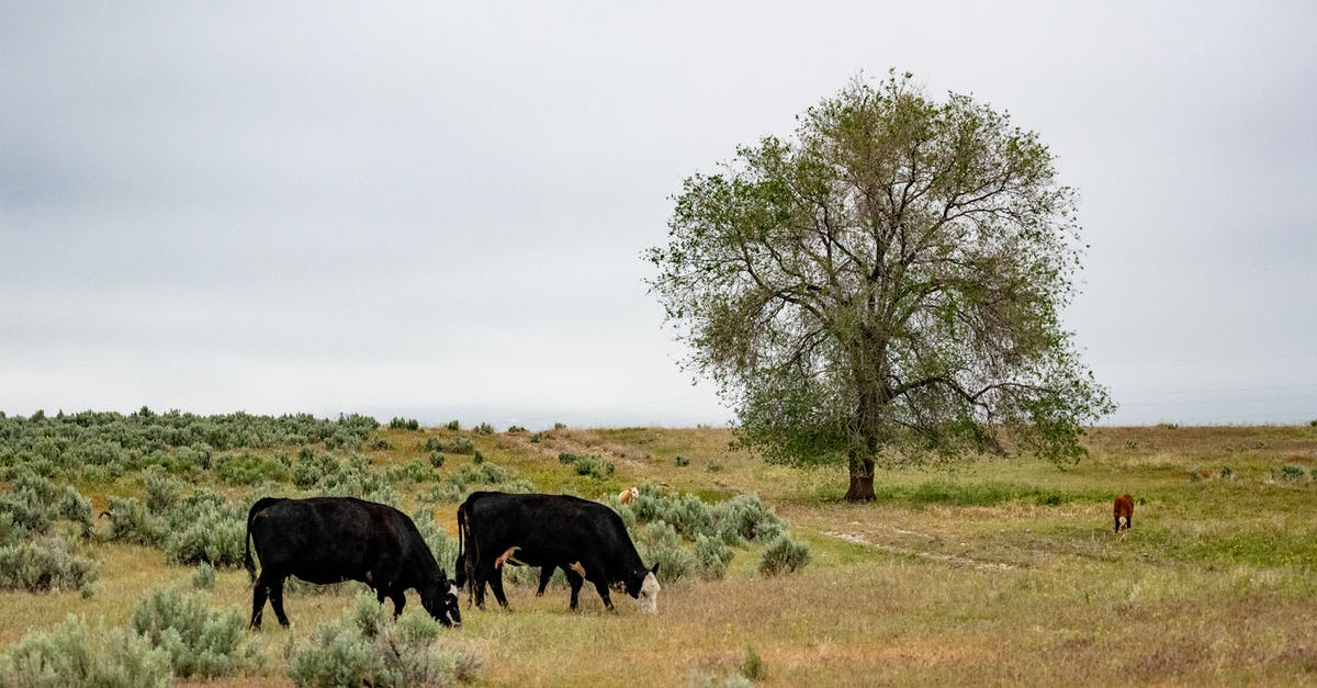 Can I really feed crawdads to cows in Stardew Valley? - Side view of black cows grazing on dry grassy meadow near tree against cloudy sky Can I really feed crawdads to cows in Stardew Valley? - Side view of black cows grazing on dry grassy meadow near tree against cloudy sky