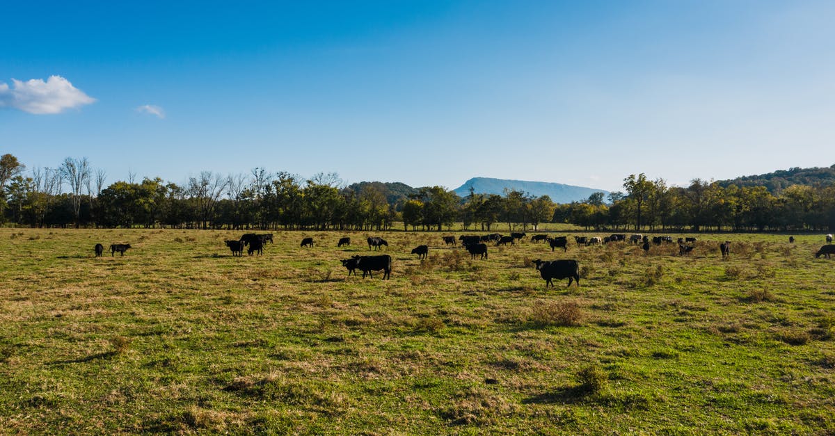 Can I really feed crawdads to cows in Stardew Valley? - Cows grazing on lush sunny pasture Can I really feed crawdads to cows in Stardew Valley? - Cows grazing on lush sunny pasture