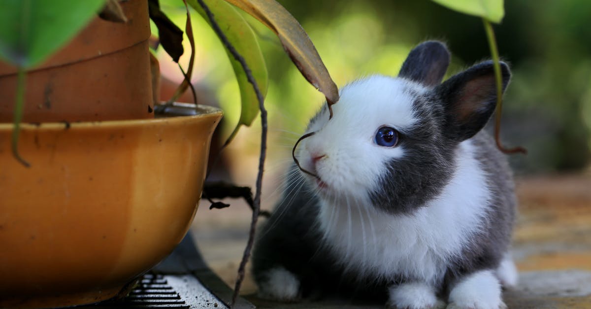 Can I spawn baby rabbits? - A Bunny Besides Potted A Plant