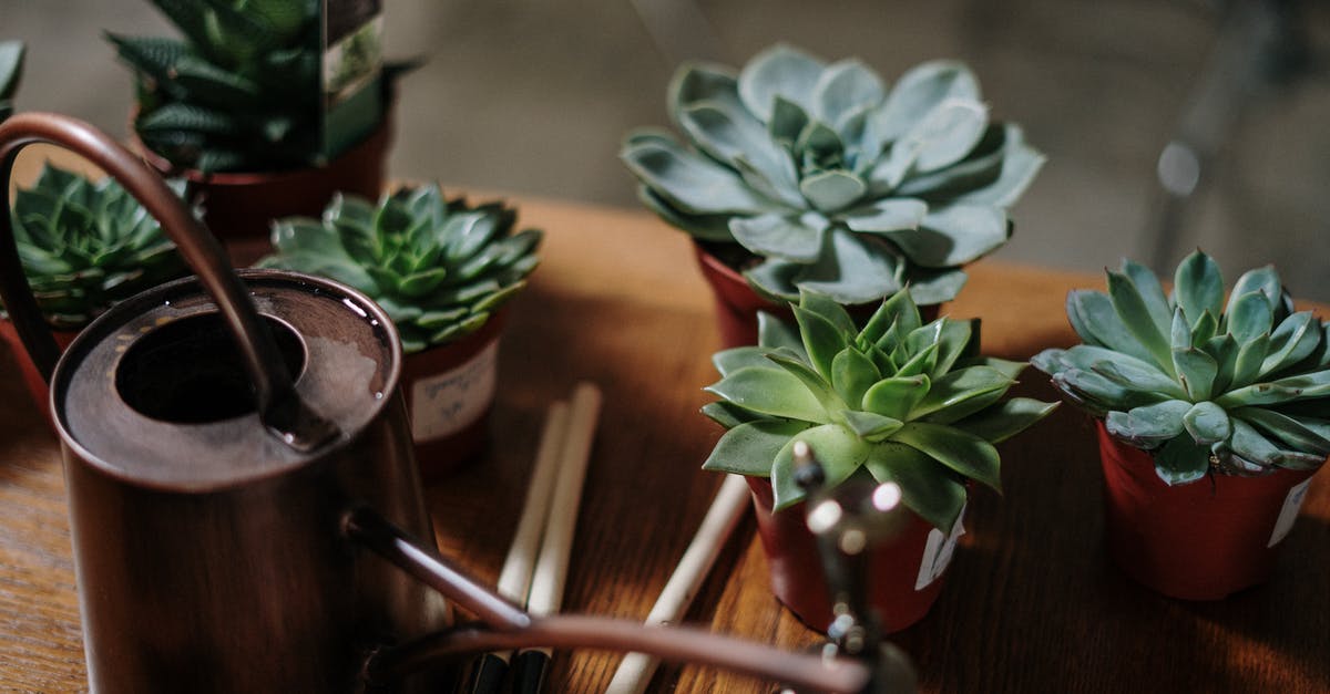 Can I throw away the Potted Piranha Plant? - Green Succulent Plants on Brown Clay Pot Can I throw away the Potted Piranha Plant? - Green Succulent Plants on Brown Clay Pot