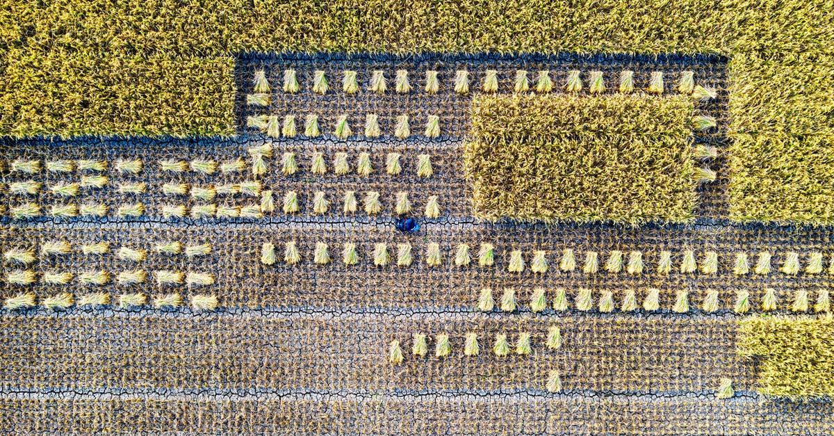 Can I track how many trees I have planted? - Rice field on agricultural terrain Can I track how many trees I have planted? - Rice field on agricultural terrain