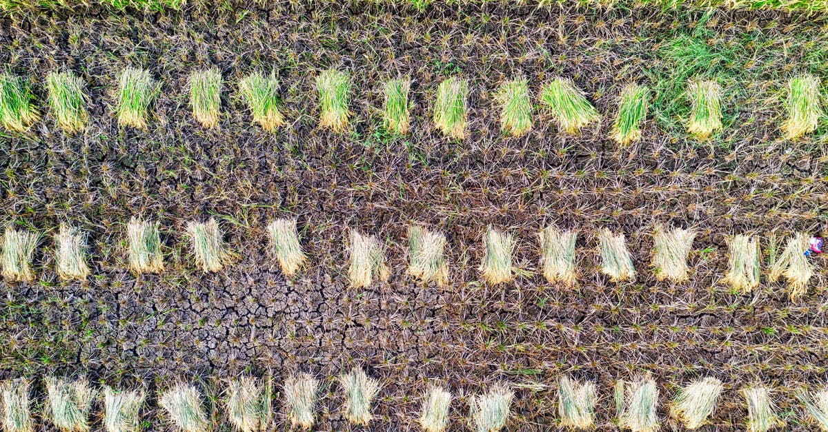 Can I track how many trees I have planted? - Top view of rice plantation with rows of picked plants placed on ground near grassy field in agricultural area in countryside Can I track how many trees I have planted? - Top view of rice plantation with rows of picked plants placed on ground near grassy field in agricultural area in countryside