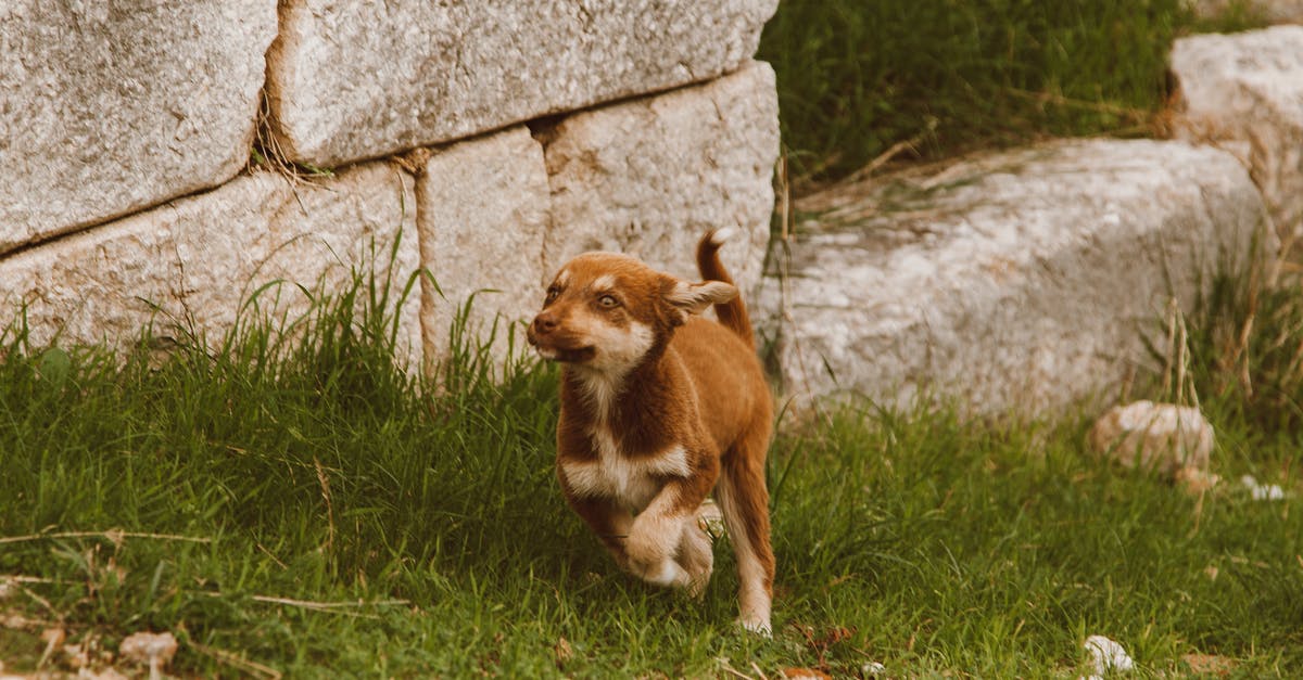 Can I trigger a combo or a queuing action in Dota 2? - Free stock photo of animal, canine, cute