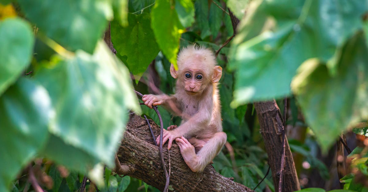 Can jungle biomes occur with small custom biome size? - Brown Monkey on Brown Tree Branch Can jungle biomes occur with small custom biome size? - Brown Monkey on Brown Tree Branch