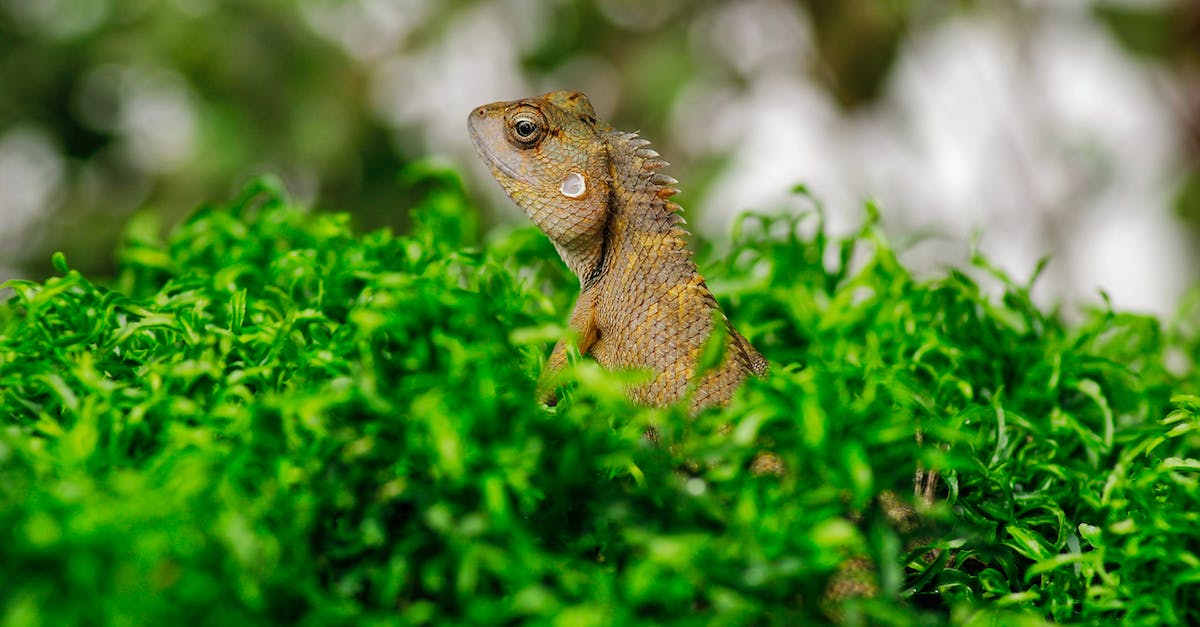 Can jungle biomes occur with small custom biome size? - Exotic lizard in green grass Can jungle biomes occur with small custom biome size? - Exotic lizard in green grass
