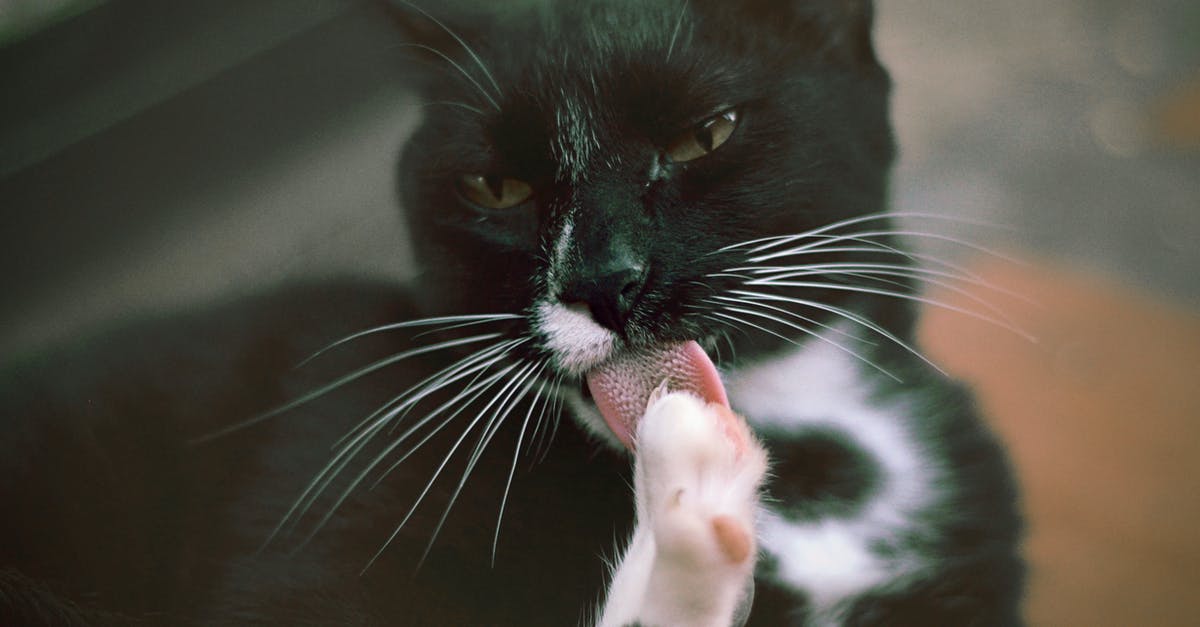 Can Moon Lord's tongue go through blocks? - Selective Focus Photography of Black Cat Can Moon Lord's tongue go through blocks? - Selective Focus Photography of Black Cat