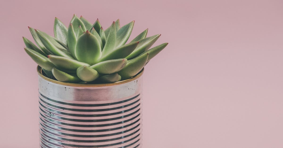 Can Mr.Handy lvl up your vault dwellers - Photo of a Succulent Plant 