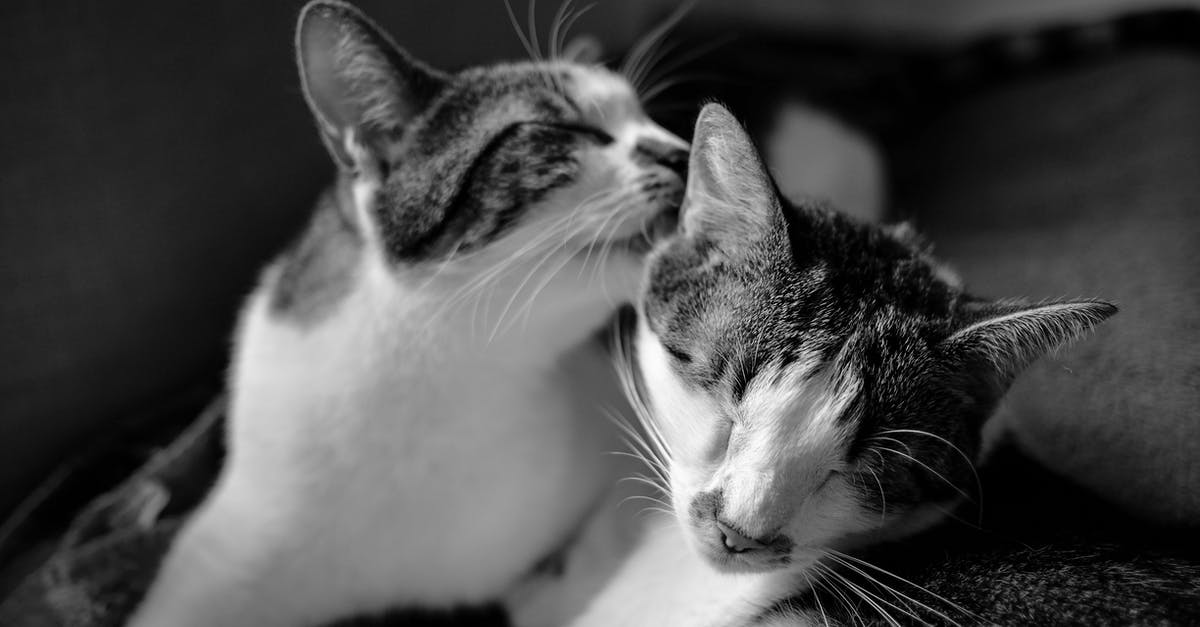 Can multiple cats play on the same object? - Cats in Gray Scale Photo