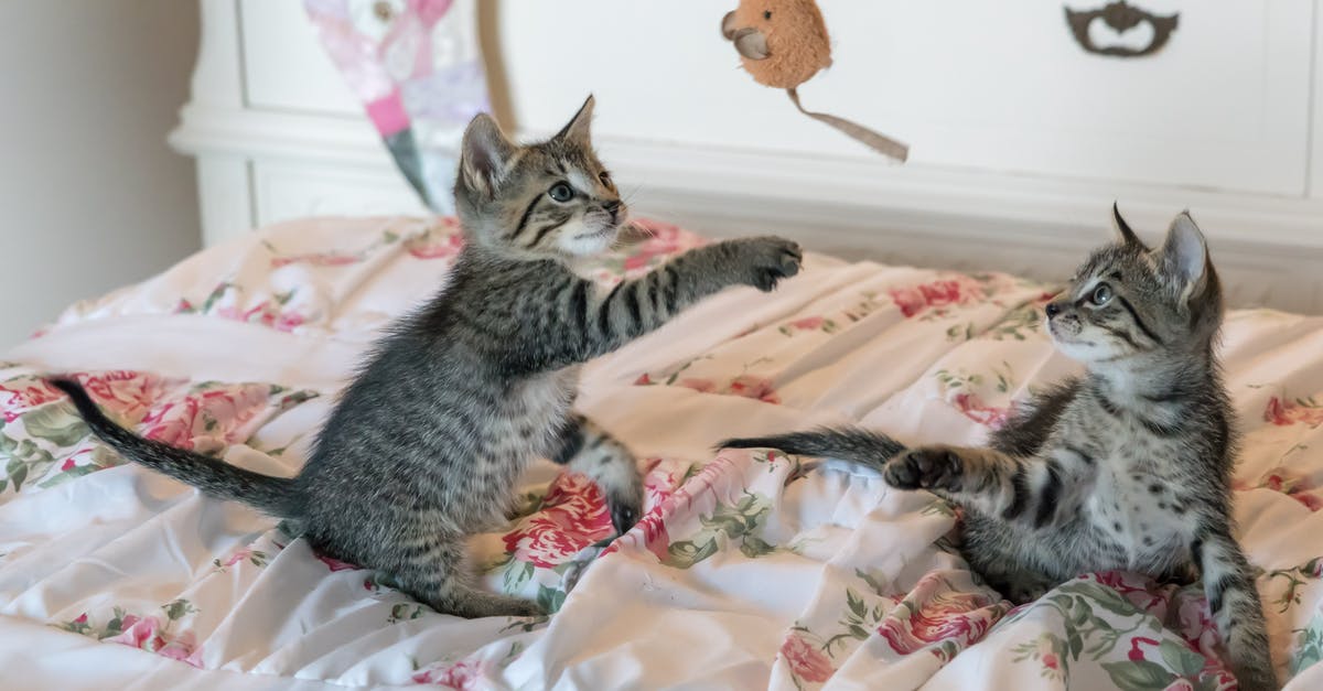 Can multiple cats play on the same object? - Tabby Kittens on Floral Comforter