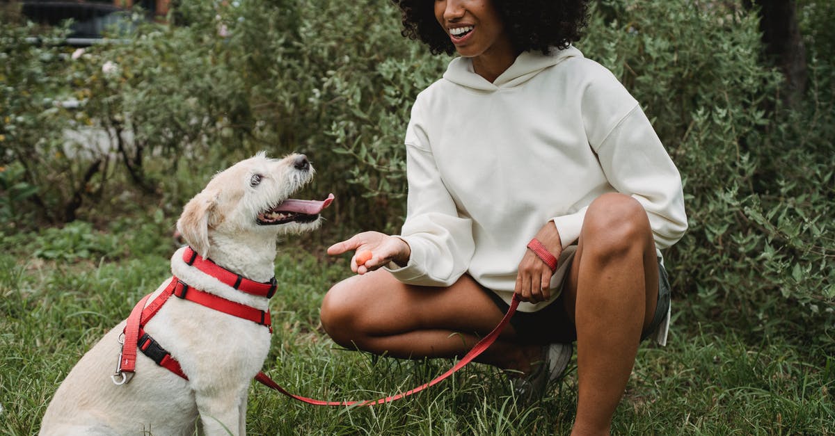 Can multiple command blocks feed into a chain? - Cheerful crop African American female owner giving treat to Labrador Retriever while teaching commands in park