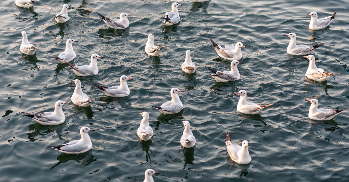 Can one please elaborate the 'Engi Colony Hiding' encounter? - Free stock photo of animal, avian, beak Can one please elaborate the 'Engi Colony Hiding' encounter? - Free stock photo of animal, avian, beak