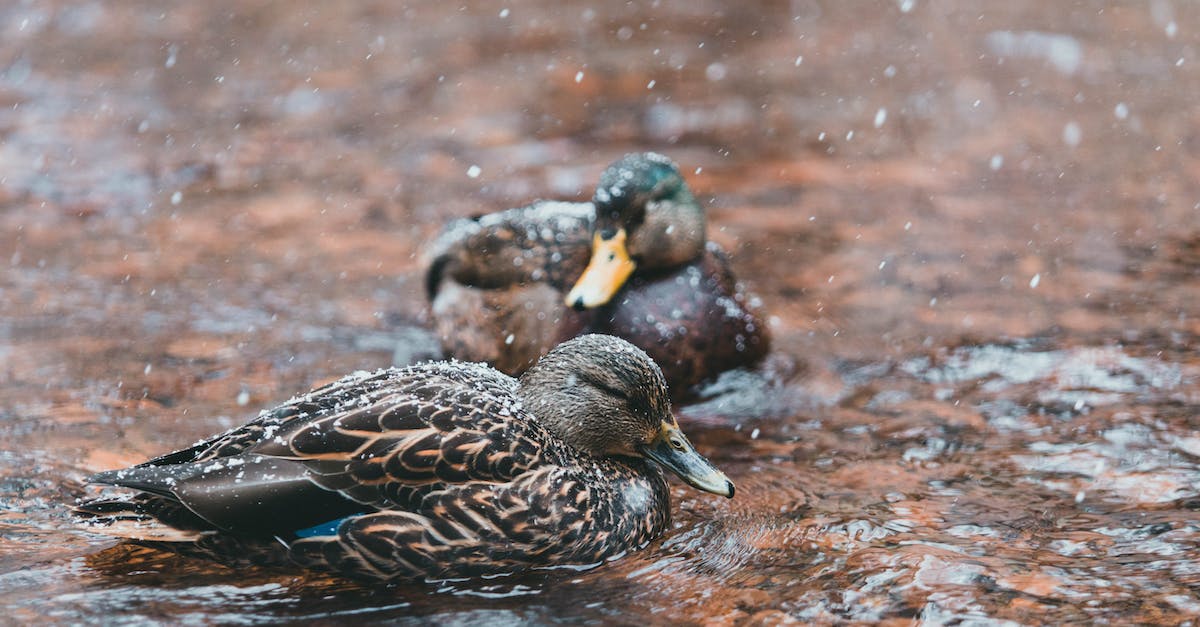 Can snow golems exist in Savanah? [duplicate] - Black and Brown Duck on Brown Soil