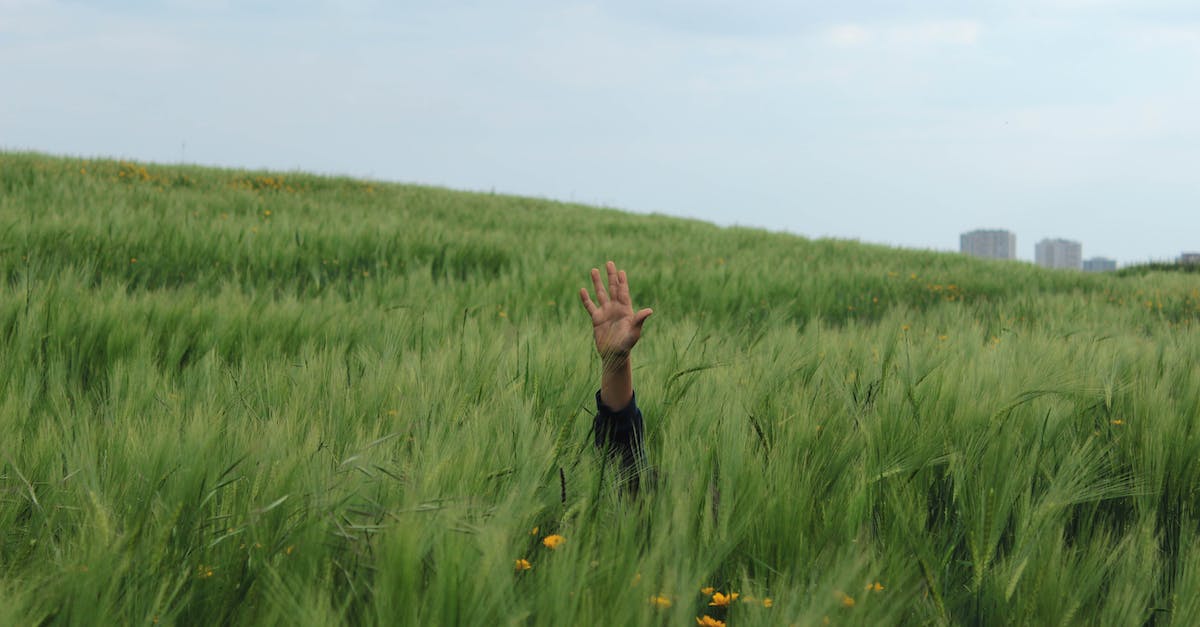 Can someone help me with my slime farm? [duplicate] - Person Raising his Hand in the Middle of a Grass Field