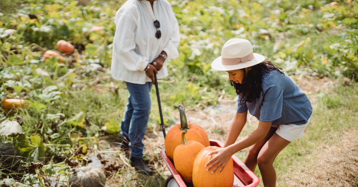 Can someone help me with my slime farm? [duplicate] - Full body of young Hispanic girl collecting pumpkins in cart while helping mother in agricultural field