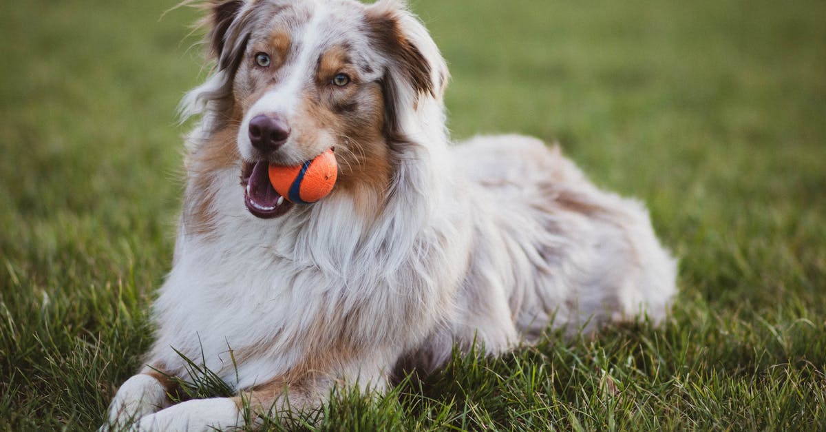 Can the Cherish Ball be inherited through breeding? - Picture of an Australian collie dog Can the Cherish Ball be inherited through breeding? - Picture of an Australian collie dog