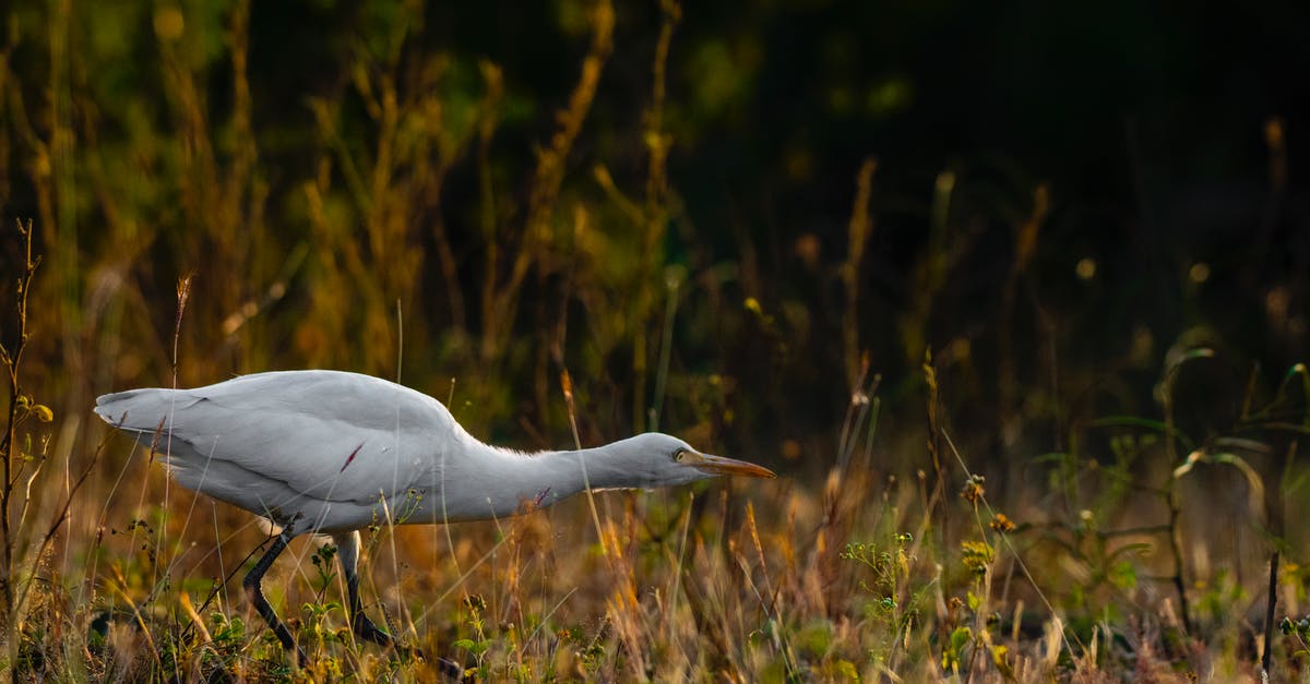 Can wild and trainer pokemon run out of PP in Pokemon Yellow? - Yellow billed egret running in grass Can wild and trainer pokemon run out of PP in Pokemon Yellow? - Yellow billed egret running in grass