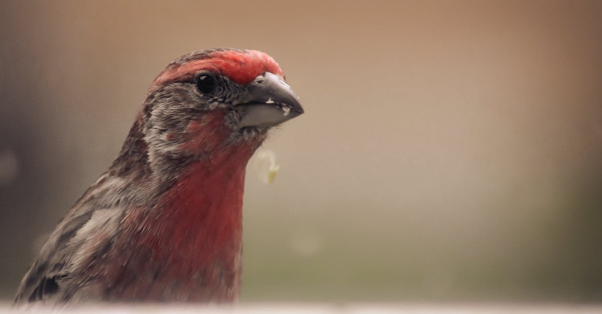 Can you change your eye shape in Animal Crossing:New Leaf? - Attentive house finch in zoological garden