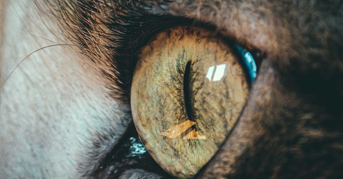 Can you change your eye shape in Animal Crossing:New Leaf? - Closeup of bright green eye of feline pet with thin pupil reflecting window at home