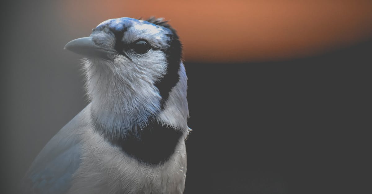 Can you change your eye shape in Animal Crossing:New Leaf? - Attentive predatory bird with blue plumage in evening